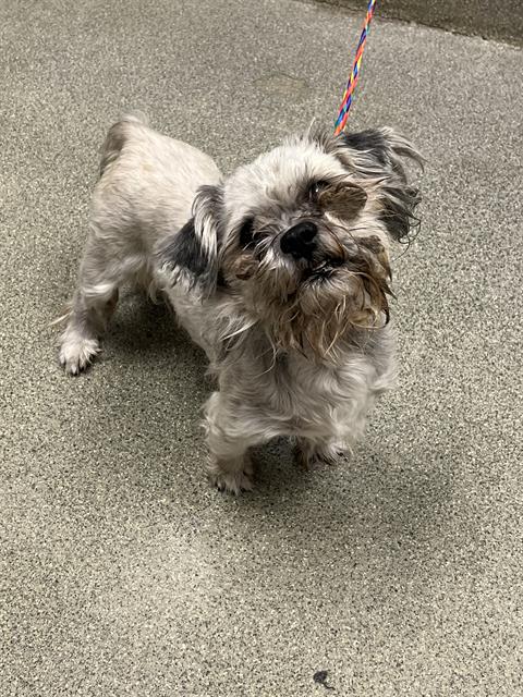 *REBEL, a dog for adoption from The Animal Foundation - Las Vegas