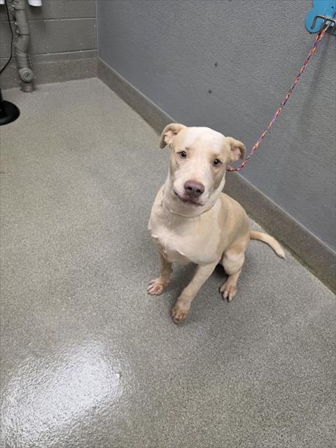 *CRINKLE, a dog for adoption from The Animal Foundation - Las Vegas