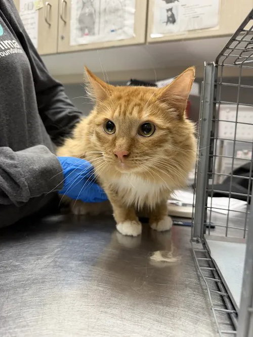 *SNOOK'EMS, a cat for adoption from The Animal Foundation - Las Vegas