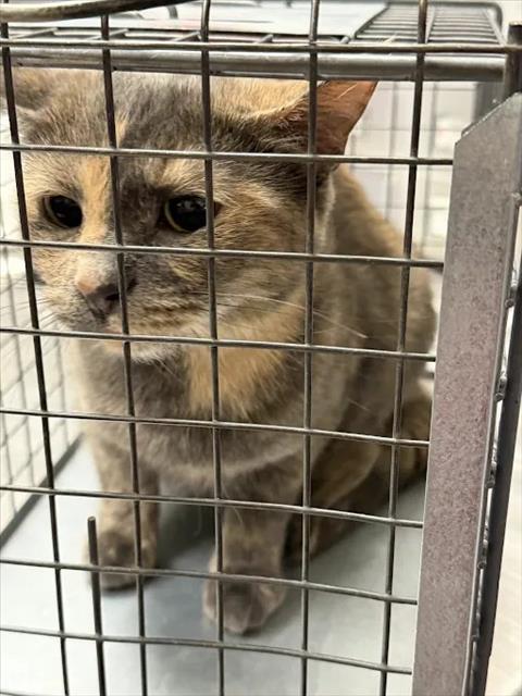 *MIRACLE, a cat for adoption from The Animal Foundation - Las Vegas