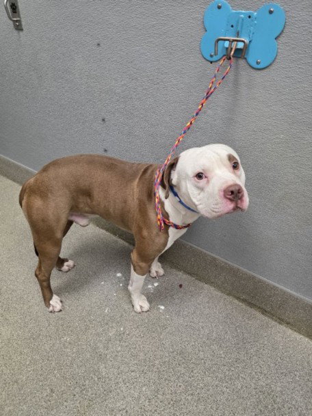 *HANK, a dog for adoption from The Animal Foundation - Las Vegas