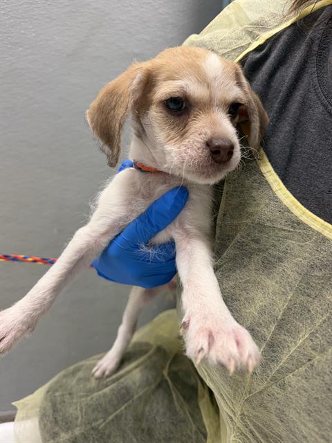 *DAISY, a dog for adoption from The Animal Foundation - Las Vegas