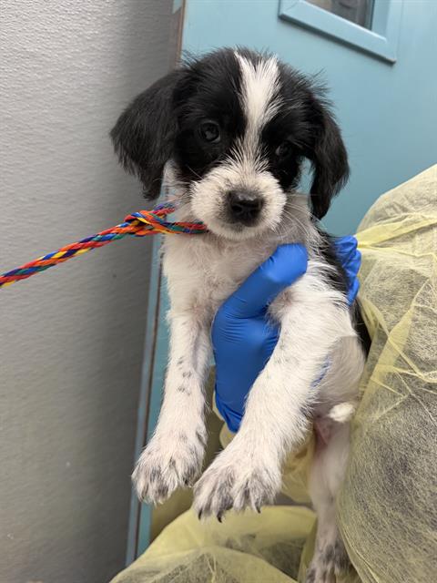 *LUCY, a dog for adoption from The Animal Foundation - Las Vegas