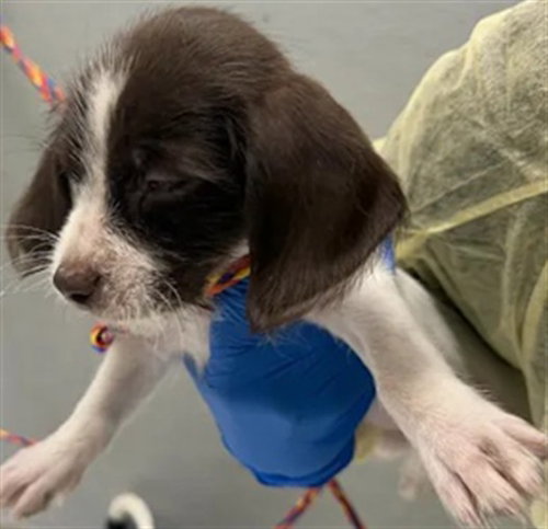 *STARLIGHT, a dog for adoption from The Animal Foundation - Las Vegas