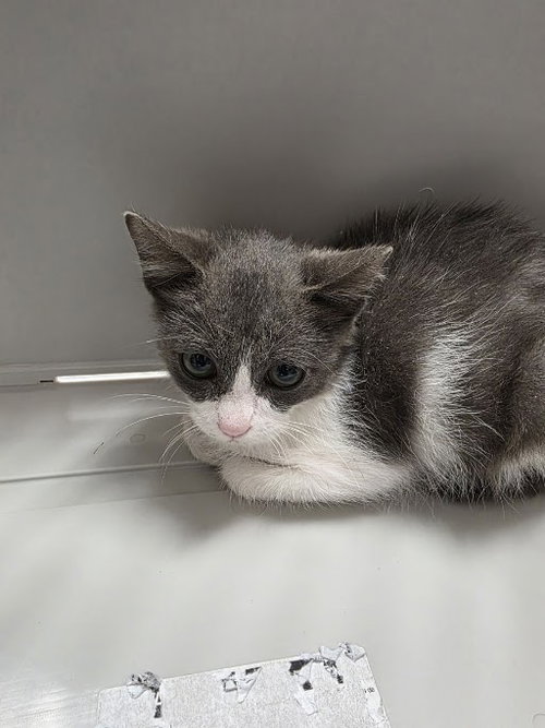 *NELLIE, a cat for adoption from The Animal Foundation - Las Vegas