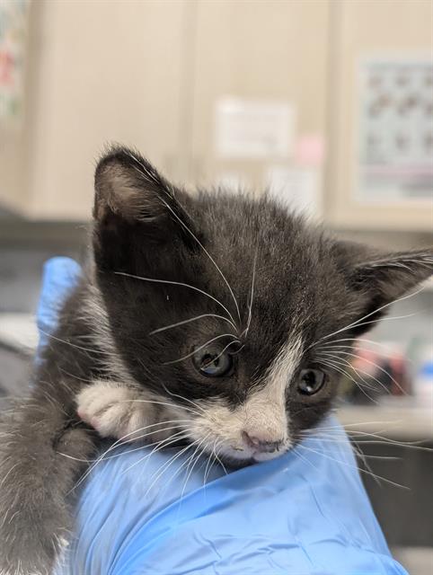 *AUTUMN, a cat for adoption from The Animal Foundation - Las Vegas