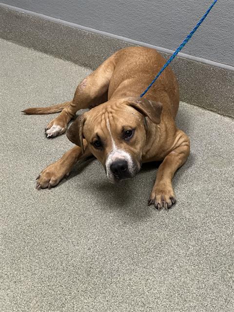 *MAX, a dog for adoption from The Animal Foundation - Las Vegas