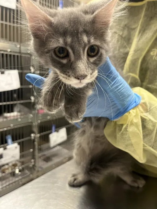 *ARES, a cat for adoption from The Animal Foundation - Las Vegas