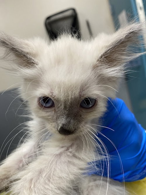*WINRY, a cat for adoption from The Animal Foundation - Las Vegas