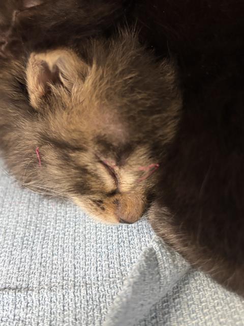 *DEBRA, a cat for adoption from The Animal Foundation - Las Vegas