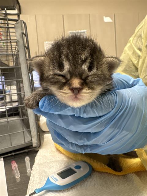 *LAURA, a cat for adoption from The Animal Foundation - Las Vegas