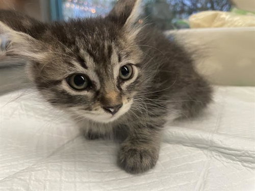 *RITA, a cat for adoption from The Animal Foundation - Las Vegas