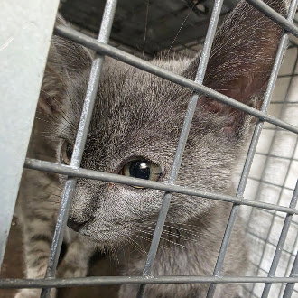 *PETER, a cat for adoption from The Animal Foundation - Las Vegas