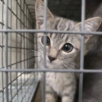 *TINKER BELL, a cat for adoption from The Animal Foundation - Las Vegas
