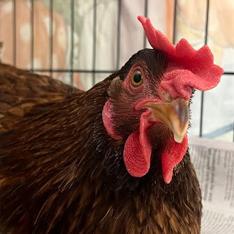 *AVIAN, a poultry for adoption from The Animal Foundation - Las Vegas