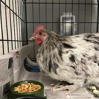 *SPLASH, a poultry for adoption from The Animal Foundation - Las Vegas