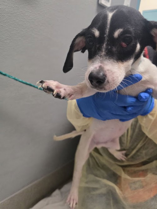 *DONALD, a dog for adoption from The Animal Foundation - Las Vegas