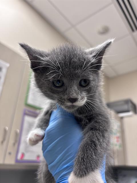 *KEVIN, a cat for adoption from The Animal Foundation - Las Vegas