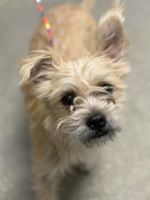 *CANDY CORN, a dog for adoption from The Animal Foundation - Las Vegas