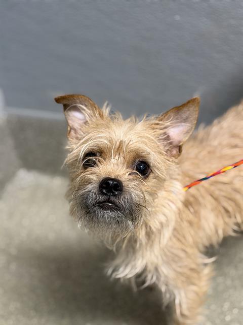 *CANDY APPLE, a dog for adoption from The Animal Foundation - Las Vegas