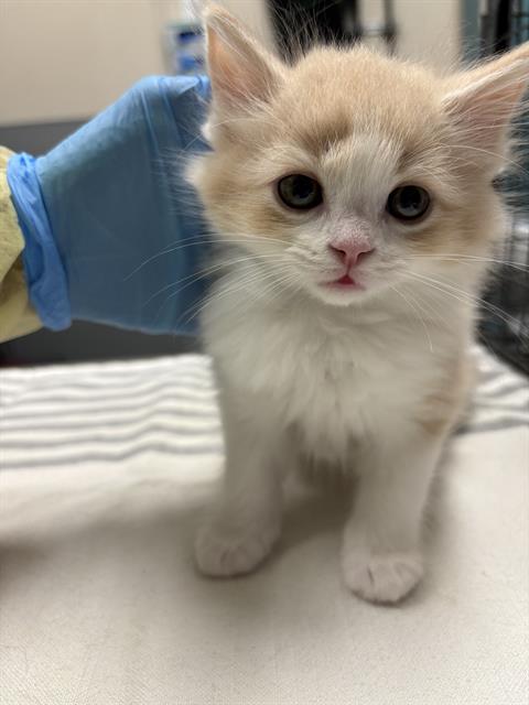 *SIR TED, a cat for adoption from The Animal Foundation - Las Vegas