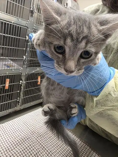 Marcus - Domestic Short Hair