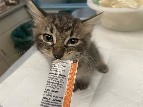 *DEXTER, a cat for adoption from The Animal Foundation - Las Vegas