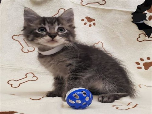 A1435362, a cat for adoption from The Animal Foundation - Las Vegas
