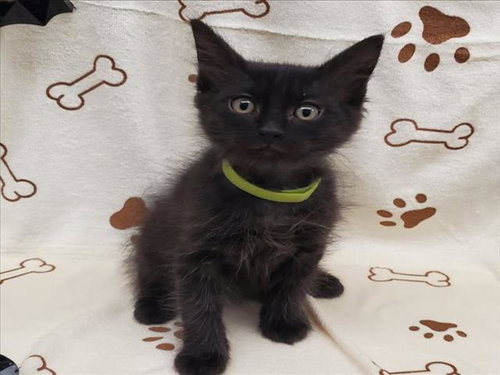 *JERICO, a cat for adoption from The Animal Foundation - Las Vegas