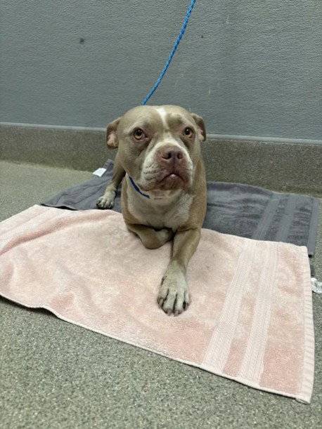 *PERSPHONE, a dog for adoption from The Animal Foundation - Las Vegas