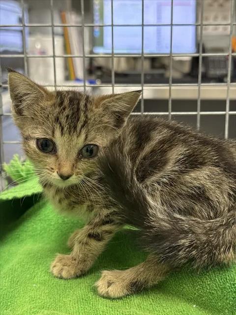 *GABBY, a cat for adoption from The Animal Foundation - Las Vegas