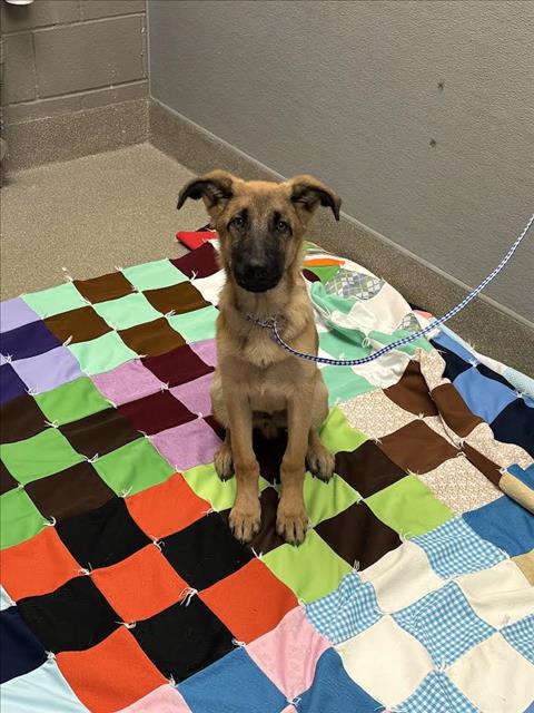 *GIBBY, a dog for adoption from The Animal Foundation - Las Vegas