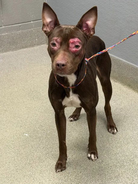 Praline, Pit Bull Terrier / Mixed (medium coat)