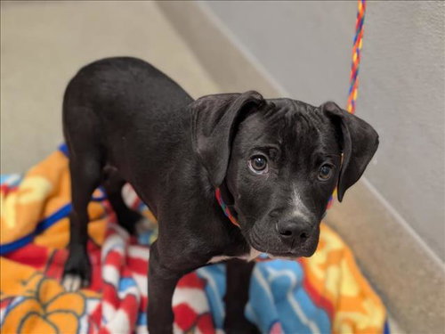 Leo, Pit Bull Terrier / Mixed (medium coat)