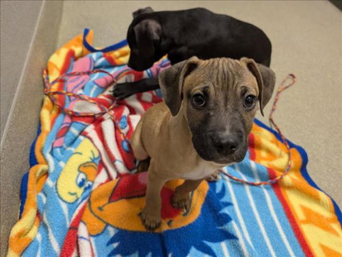 Coco, Pit Bull Terrier / Mixed (medium coat)