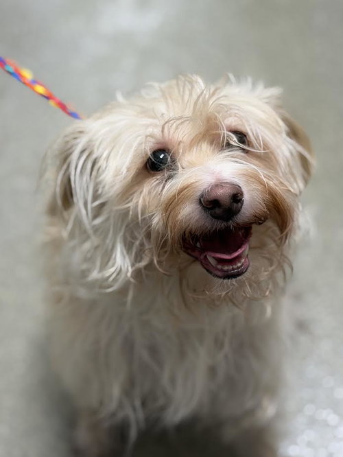 Chikis, Terrier / Mixed (medium coat)