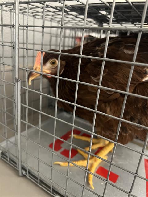 Nugget, Chicken (medium coat)