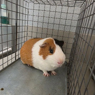 Reese, Guinea Pig (medium coat)
