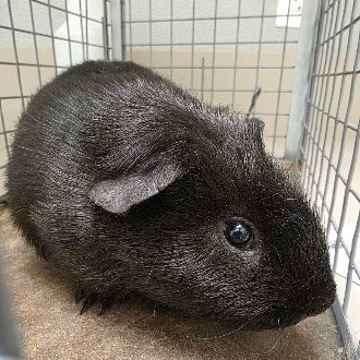 Boo, Guinea Pig (medium coat)