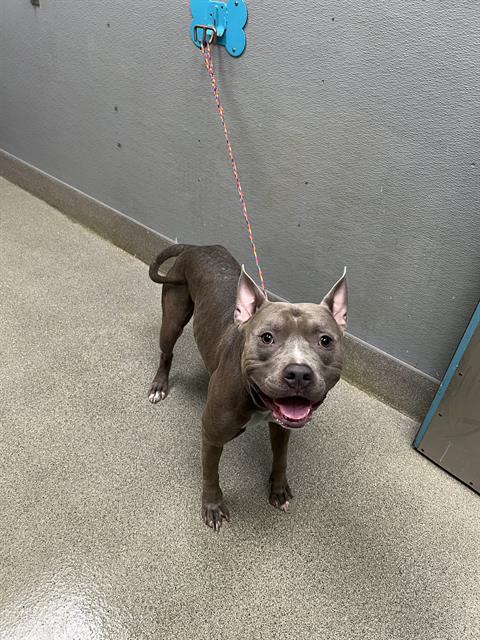 Spring Board, Pit Bull Terrier / Mixed (medium coat)