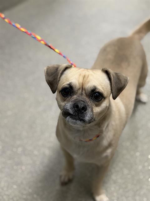 Genie, Pug / Mixed (medium coat)