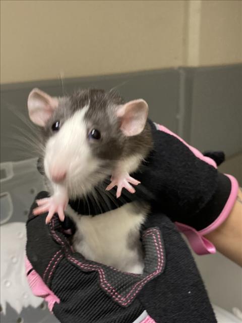 Margo, Rat (medium coat)