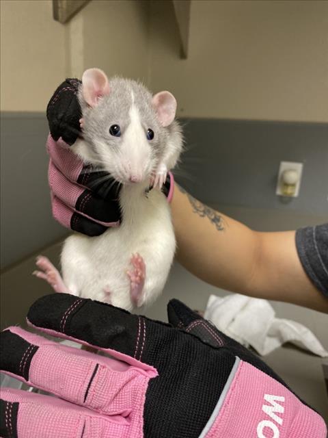 Clementine, Rat (medium coat)