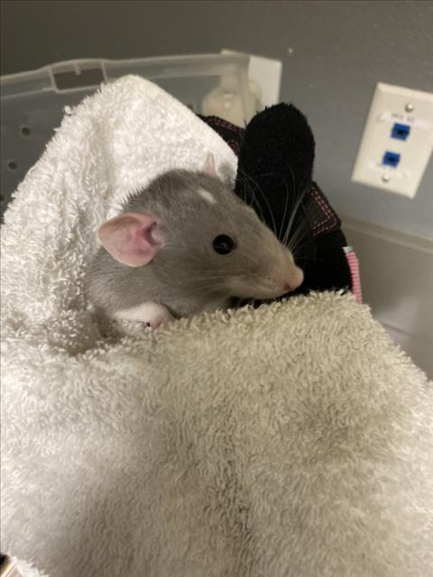 Penny, Rat (medium coat)