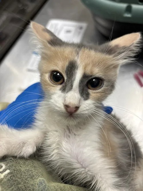 Snickers, Domestic Long Hair / Mixed (medium coat)