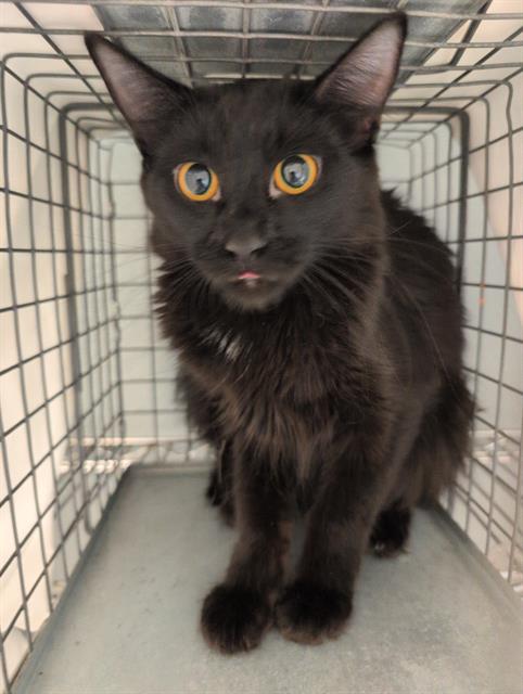 Kimchi, Domestic Short Hair / Mixed (medium coat)