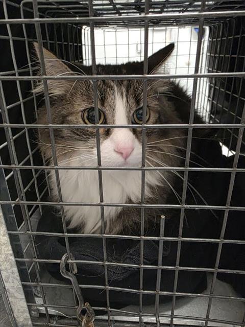 TURBO, a cat for adoption from The Animal Foundation - Las Vegas