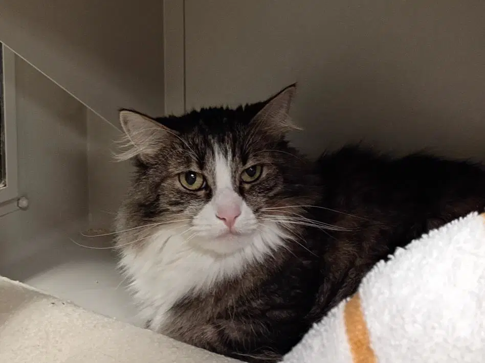 Turbo - Domestic Short Hair