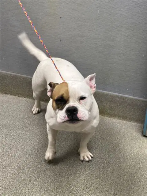 Hazel - American Bulldog