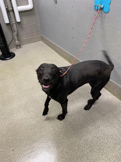 TOBY, a dog for adoption from The Animal Foundation - Las Vegas